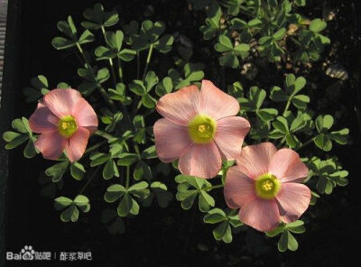 58.钝叶酢浆草 Oxalis obtusa