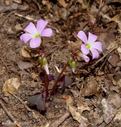 60.紫罗兰酢浆草 Oxalis violacea