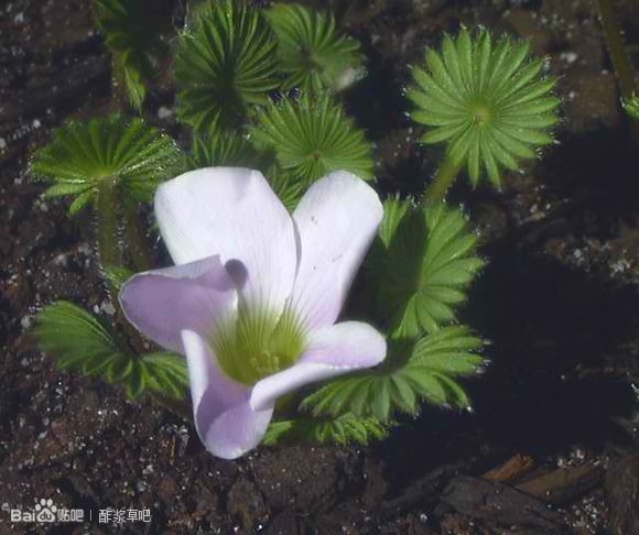 62.棕榈叶酢浆草 Oxalis palmifrons