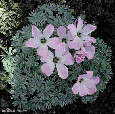 69.腺叶酢浆草 Oxalis adenophylla