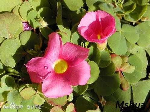 71.巴西酢浆草 Oxalis brasiliensis