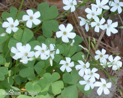 74.Oxalis articulata ssp. rubra f. crassipes(rubra var.alba) 白色红花酢浆草