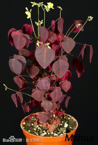 72火蕨酢浆草 Oxalis hedysaroides 'Fire Fern'