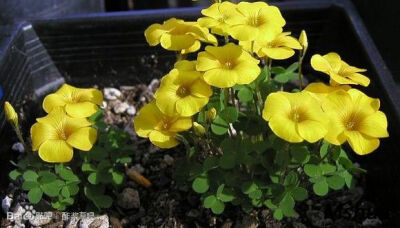 78.Oxalis peridicaria(lobata) 叶状酢浆草