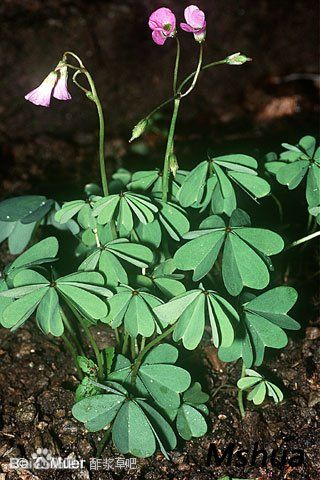 79.十叶酢浆草 Oxalis decaphylla