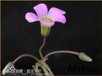 80.Oxalis jaquiniana 贾克尼亚酢浆草