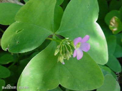 81.阔叶酢浆草 Oxalis latifolia