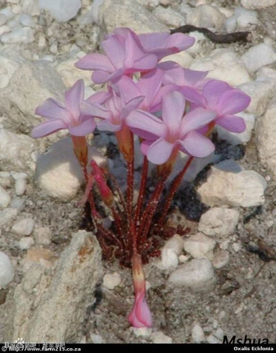 84.Oxalis ecklonia 埃克罗尼亚酢浆草