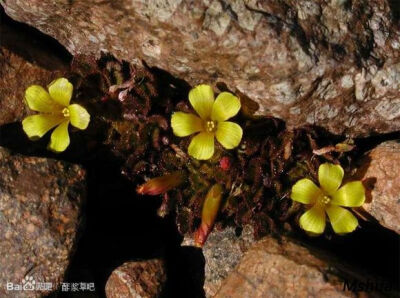 85.苞片酢浆草 Oxalis hypsophila