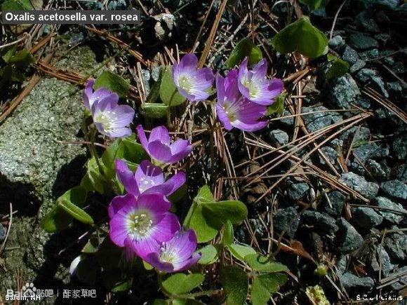 87.玫瑰山酢浆草 Oxalis acetosella var. rosea