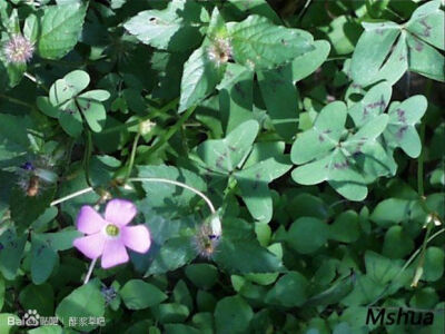 90.Oxalis drummondii 北美瓶草酢浆草