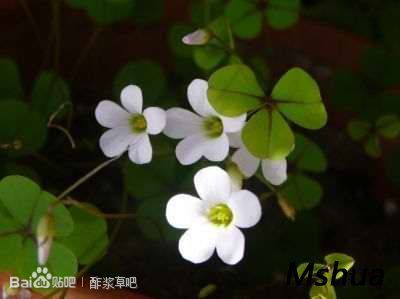 93.Oxalis orbicularis 圆瓣酢浆草