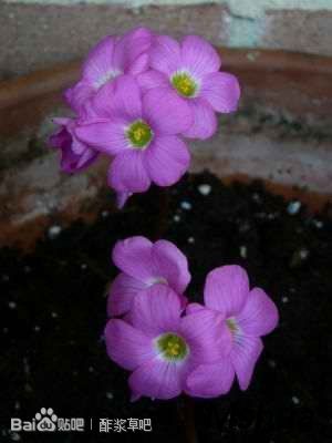 91.Oxalis nelsonii 尼尔森酢浆草