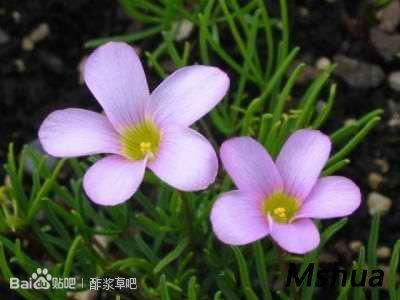 94.Oxalis polyphylla 多叶酢浆草