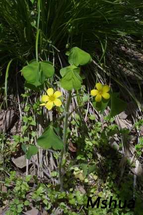 97.大酢浆草 Oxalis grandis