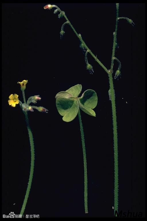 98.多根酢浆草 Oxalis radicosa