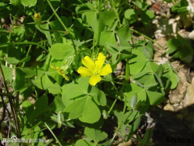 99.萝卜根酢浆草（白色酢浆草）Oxalis albicans