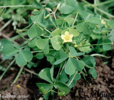 101.欧洲酢浆草 Oxalis europaea