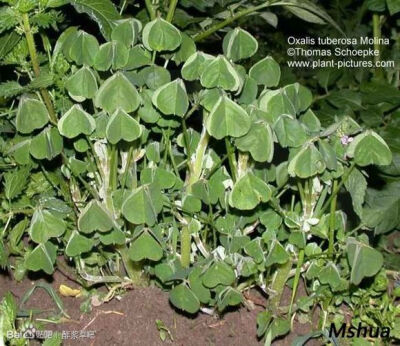 102.晚香玉酢浆草 Oxalis tuberosa，这种东西的根茎似乎和胡萝卜差不多，是可以食用的