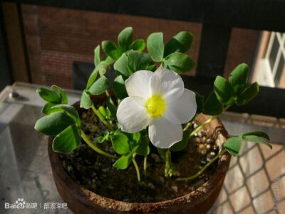 104.Oxalis adenodes 阿德诺兹酢浆草