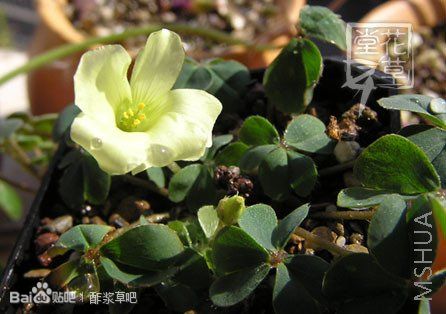 107.Oxalis brazil yellow 巴西黄酢浆草