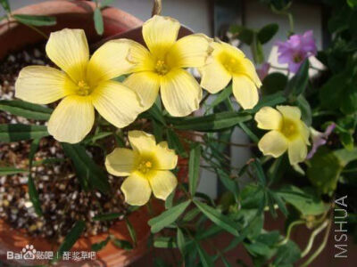 105.Oxalis annae 安娜酢浆草