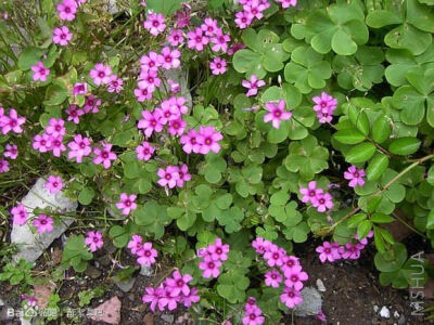 106.Oxalis articulata 环节酢浆草