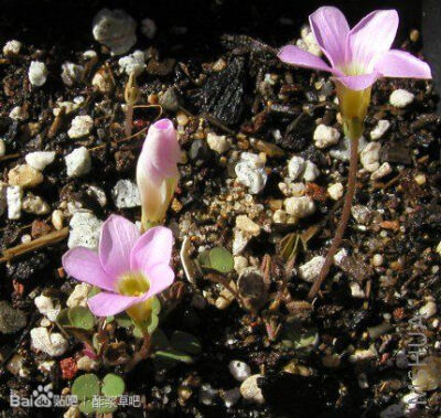 108.Oxalis commutata 转向酢浆草