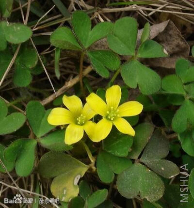 109.Oxalis corniculata 酢浆草（蔓生酢浆草）