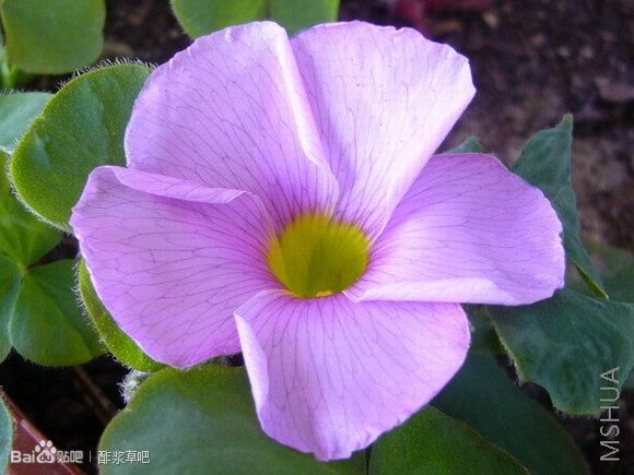 114.Oxalis ecklonii var sonteri 桑特里酢浆草