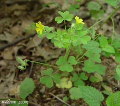 113.Oxalis dillenii 五桠果酢浆草