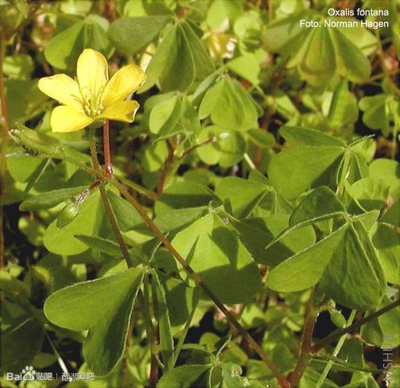 117.Oxalis fontana 芳塔纳酢浆草