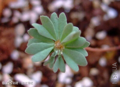 115.Oxalis enneaphylla Patagonia 巴塔哥尼亚酢浆草