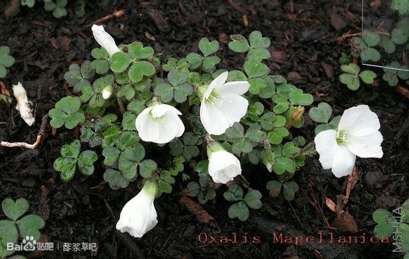 119.Oxalis magellanica 麦哲伦酢浆草