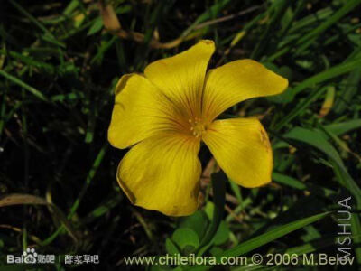 120.Oxalis mallobolva 摩罗波尔瓦酢浆草