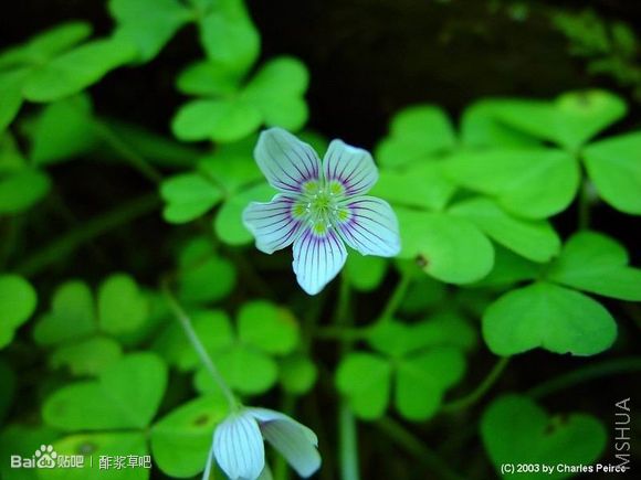 122.Oxalis montana 蒙大拿酢浆草