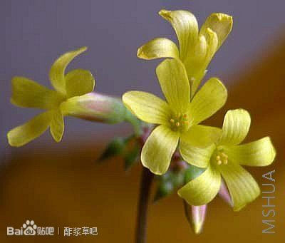 123.Oxalis ortgiesii 奥特杰西酢浆草