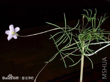 125.Oxalis polyphylla pentaphylla 五叶酢浆草