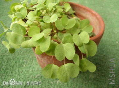 129.Oxalis simplex 单一酢浆草（一片心）