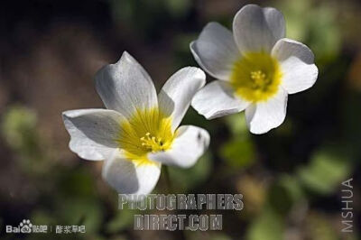 127.Oxalis pulchella(leucotricha) 丽花酢浆草