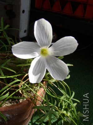 130.Oxalis smithiana 史密斯酢浆草