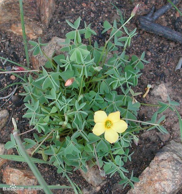 133.Oxalis albicans ssp. californica 加州萝卜根酢浆草