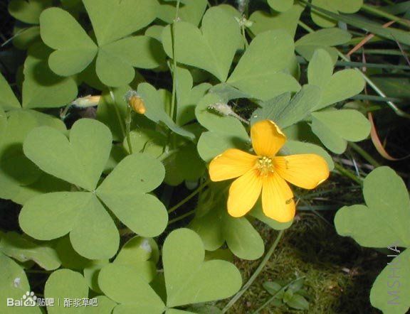 131.Oxalis suksdorfii 苏克斯多菲酢浆草