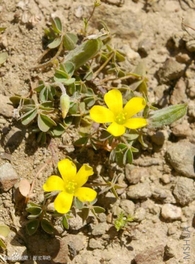 134.Oxalis albicans subsp. Pilosa 多毛萝卜根酢浆草