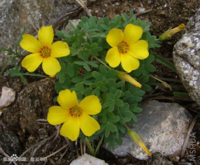 135.Oxalis conorrhiza 康诺根酢浆草