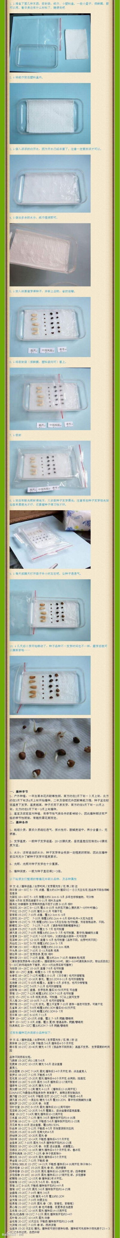 纸巾催芽具体做法，喜欢自己播种的可参阅！！！！