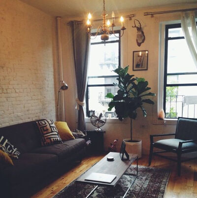 fiddle leaf fig tree in apartment--love,love,love it~