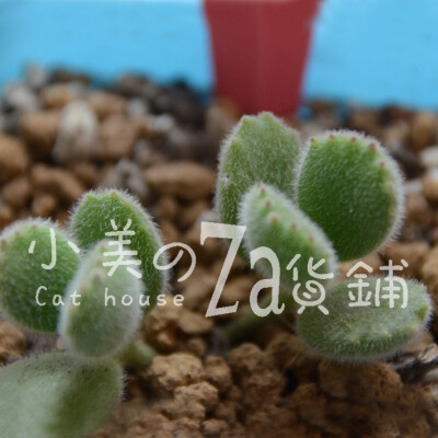 我叫毛茸茸の熊孩子