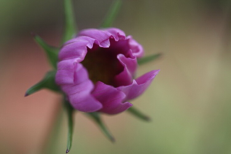 小花农。波斯菊