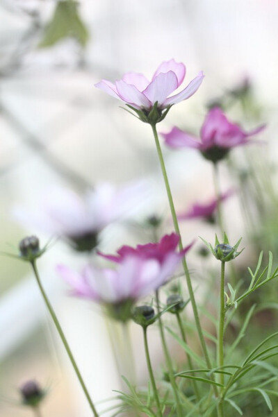 小花农。波斯菊